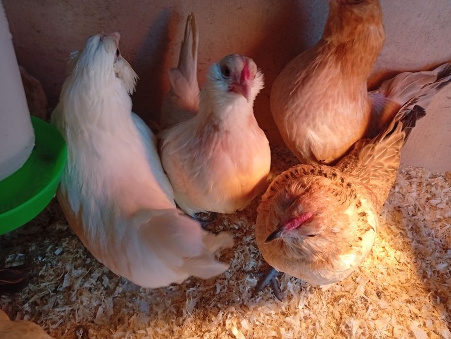 Gainute pitice bărboase de Anvers