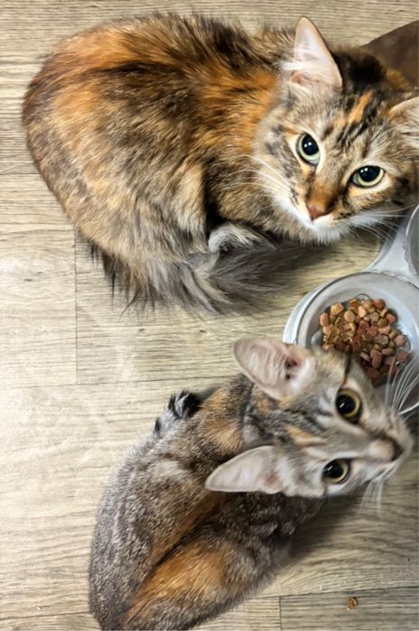 Помогите пристроить кошек