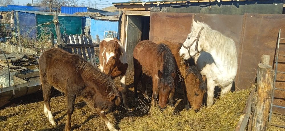 Продам жеребят..