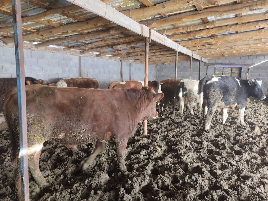 Продаю 9 быков оптом