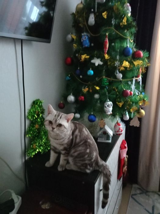 Отдам даром британца
