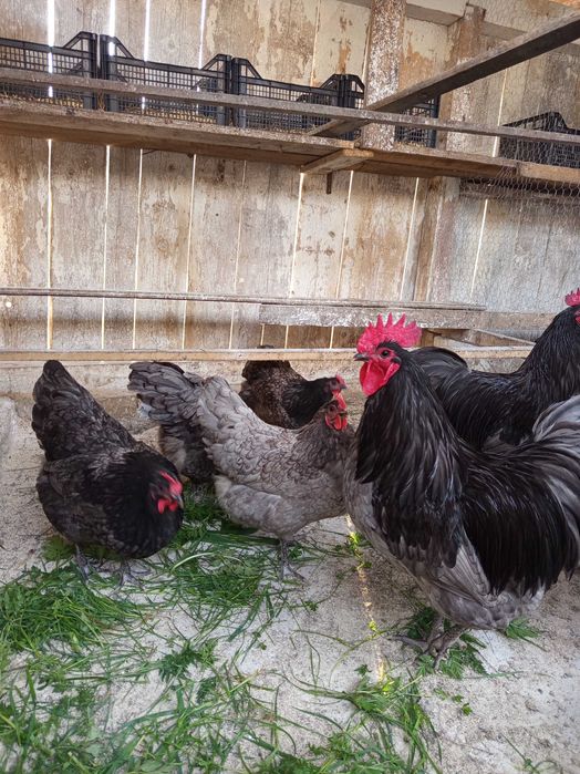 Vând oua pt incubat găini austrolorp albastru,austrolorp negru