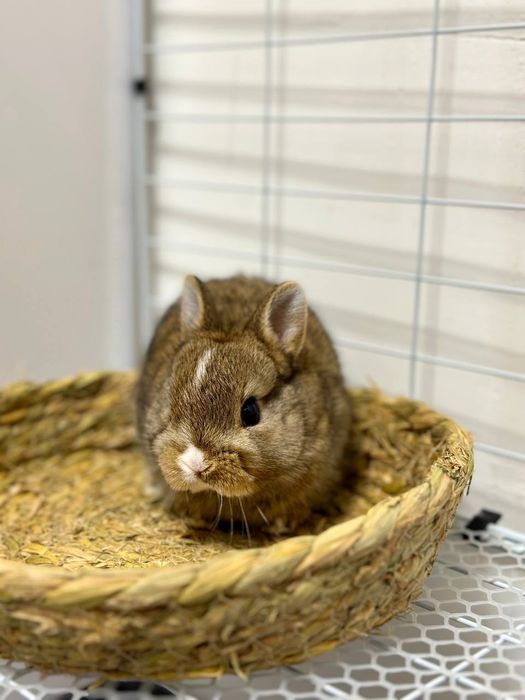 "Karlik Quyonchalari: Mehr, Go'zallik va Sadoqat!"

Siz oila a'zola