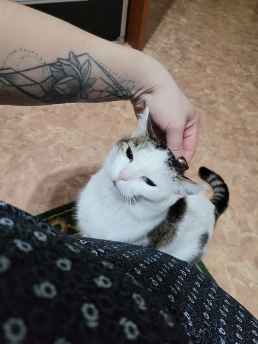 В добрые руки кошечка
