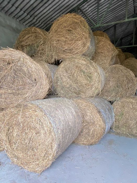 Baloți de lucernă Coasa 1