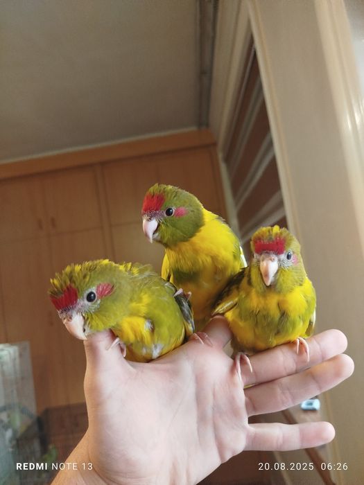 Ручной попугай какарик