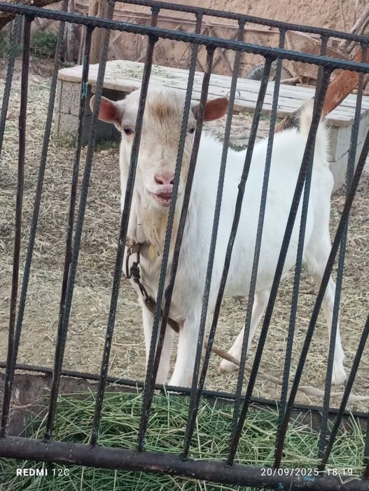 Занен зотли така