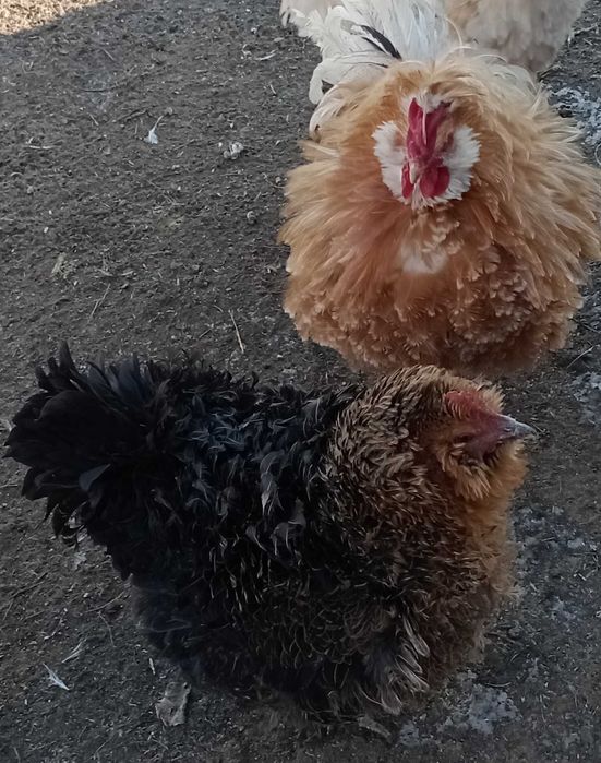 gaini frezate pereche