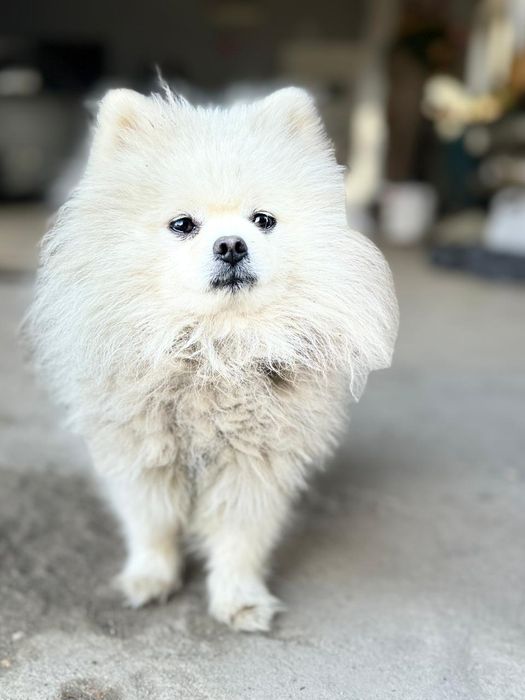 Вязка шпица шанхай