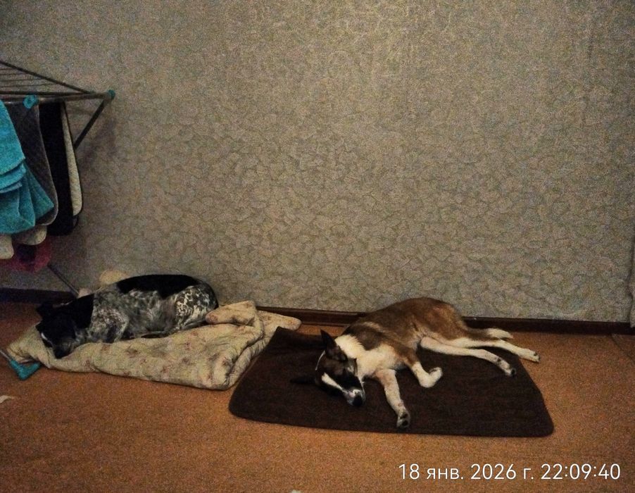 Красивая девочка в поисках дома