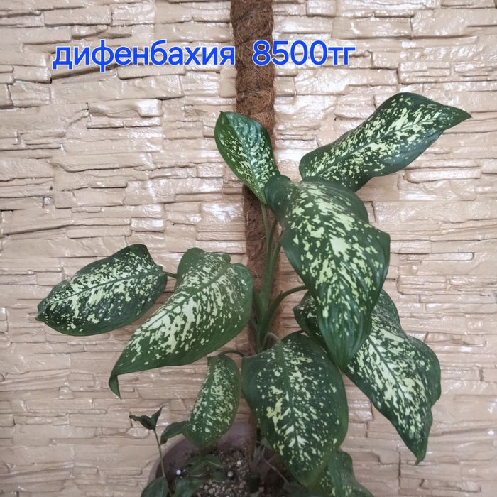 Комнатные растения одоптированые