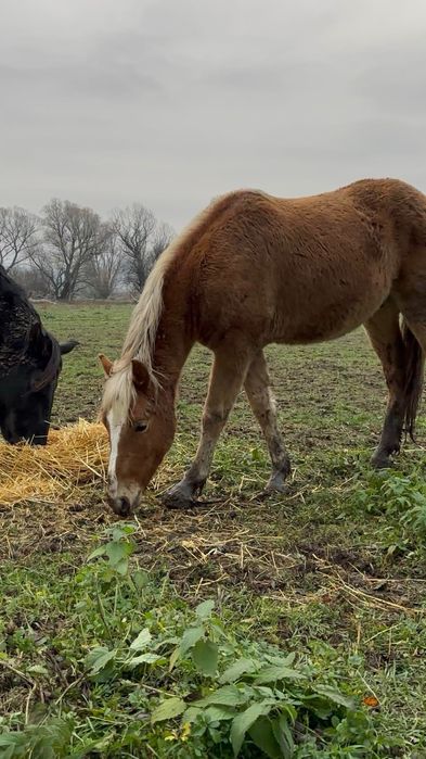 Продавам младо конче