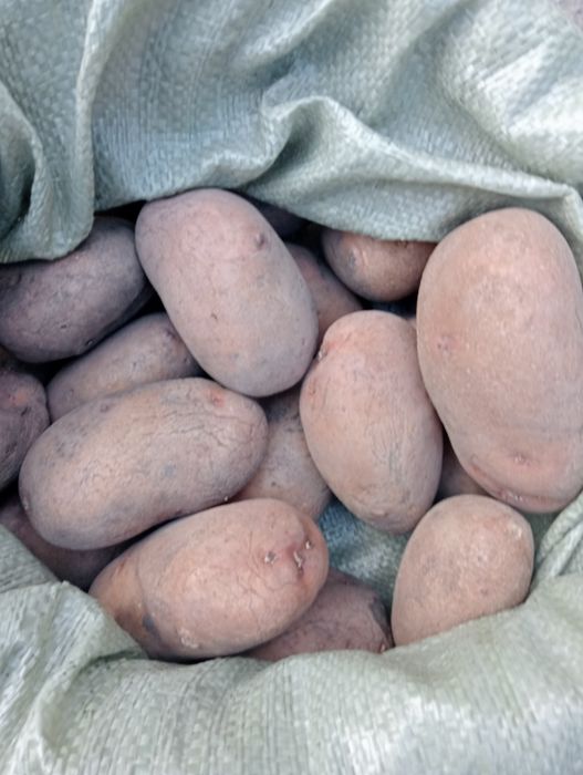 Продам Картофель