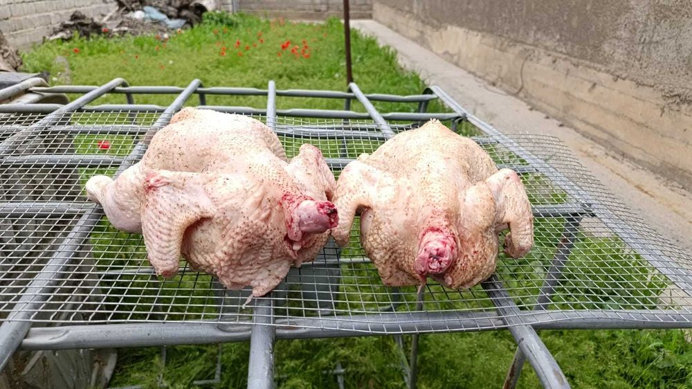 Бройлер сатылады тірі және сойылған 2–3 кг