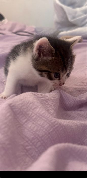 Отдам бесплатно котят