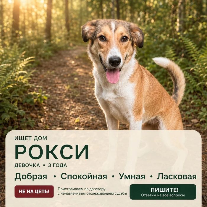 Тазы помесь девочка 2 года