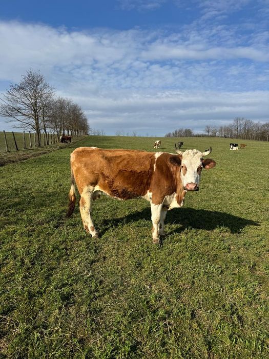 Vând vaca, 6300 Lei