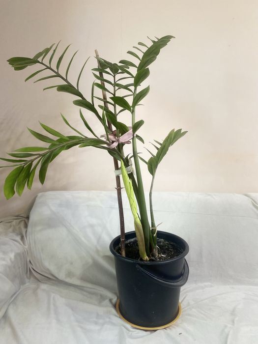 цветы доллар большой