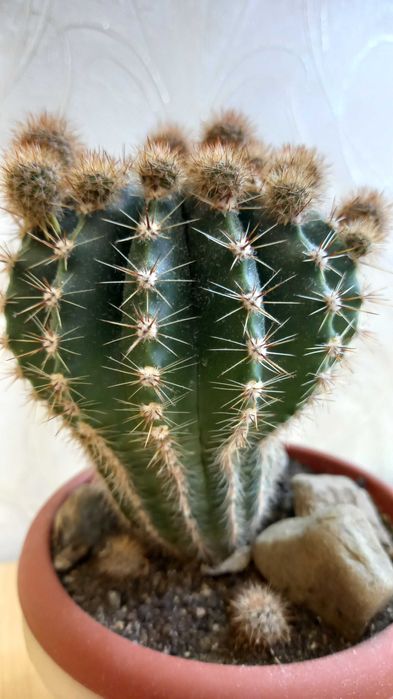 Комнатные цветы. Кактус, Алоэ, Эхеверия