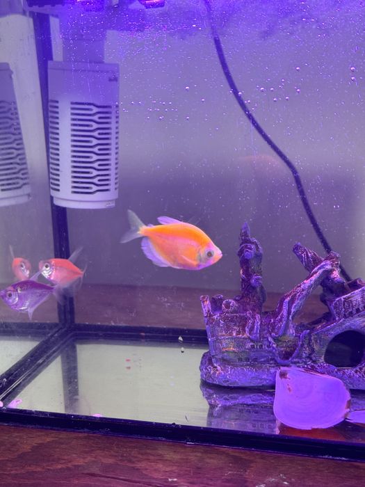 Продам аквариум с 4 шт рыбкой.