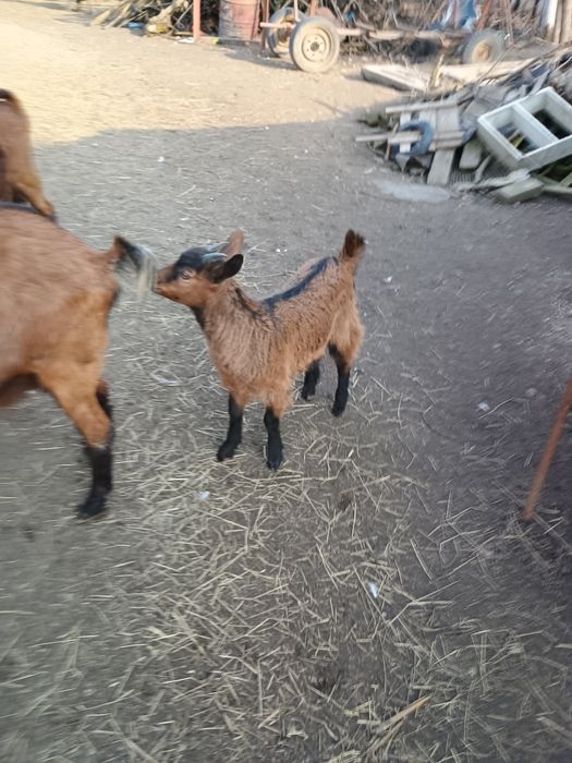 Vănd trei iezi de rasă