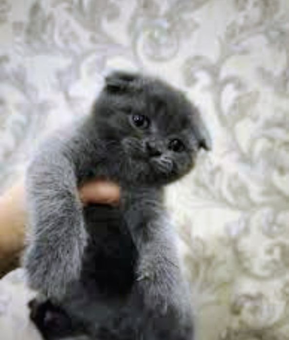 Продам шотландских  вислоухих девочек