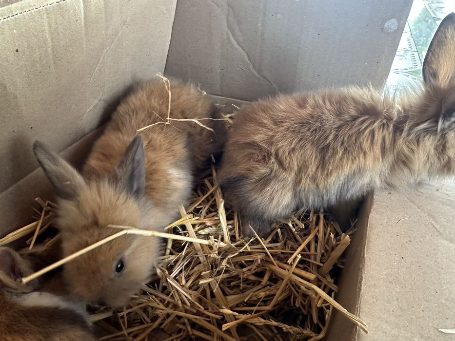 Кролики (QUYON))