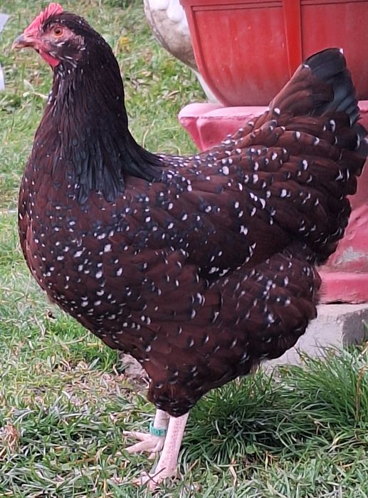 Vând oua pentru incubat