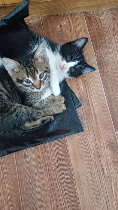 Отдам в добрые руки