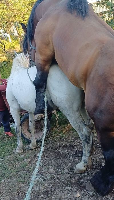 Vand iapa de 9 ani gestanta in 6 luni