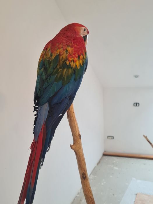 Vând pui Ara  rubigold