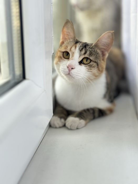 Отдадим 5 месячный котенку на хорошую руку