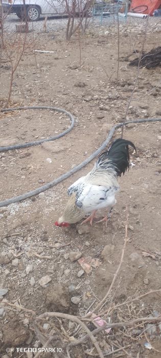 Кораздар сатылады