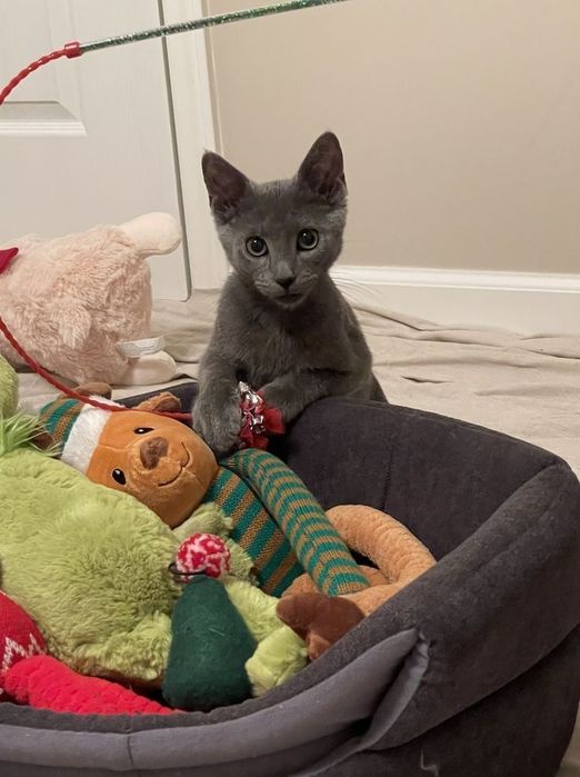 Котенок Русская голубая