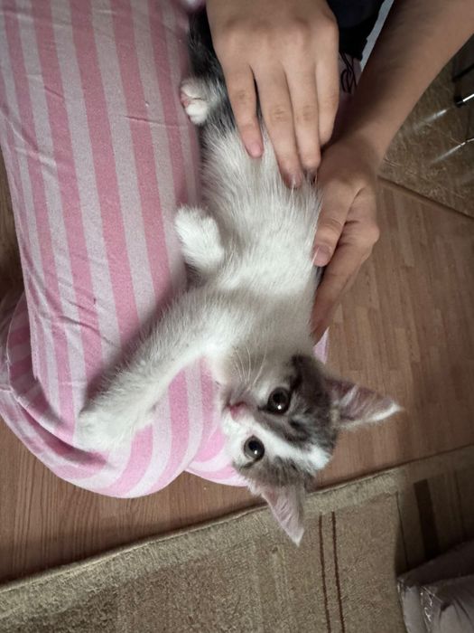 Отдам котенка в добрые руки