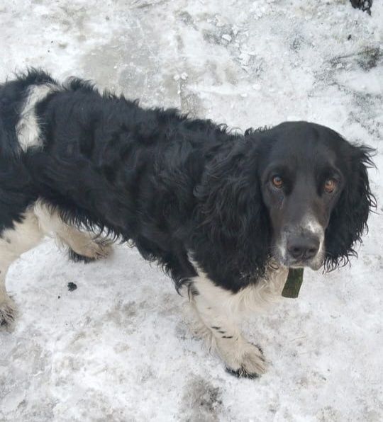 Отдам в добрые руки.