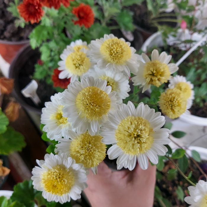 Продам хризантемы