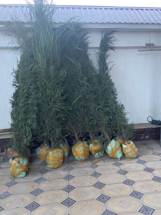 Ёлки,Туи  большой выбор