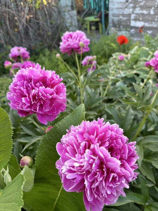 Продам дачу с баней