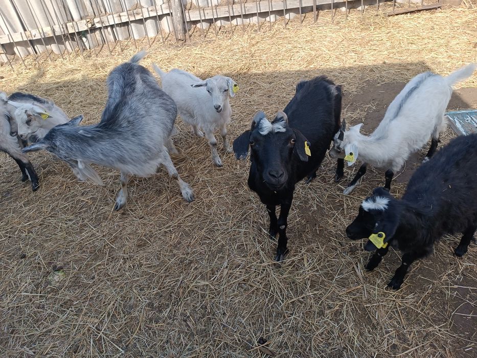 Продаются дойные козы с козлятами!