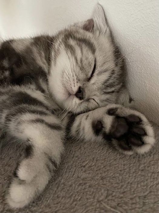 Передежка Кошек и Собак на время