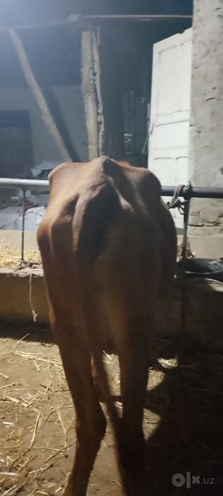 Ona bola sigir sotiladi kafolati bilan