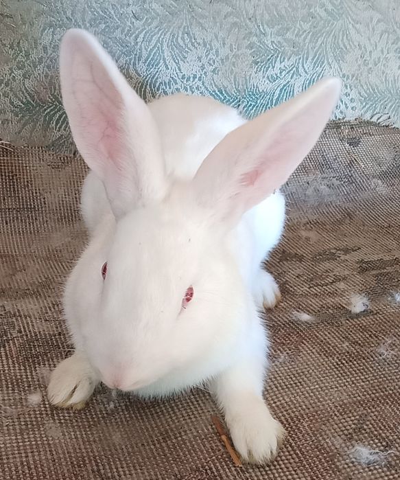 Великан хикол куйонлар сотилади