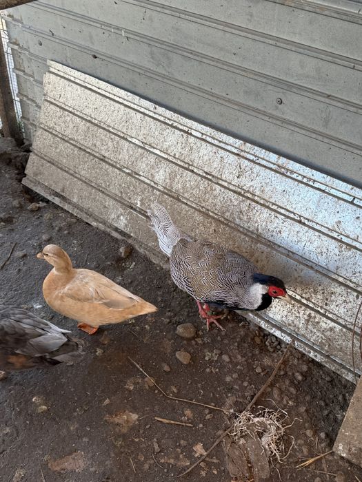 Vand fazan argintiu 2 ani