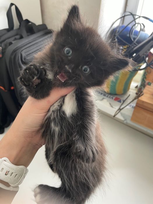 Отдам котят бесплатно