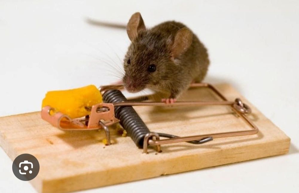 Kalamush qopqon Lavushka (Taxtali kotta Qopqon)