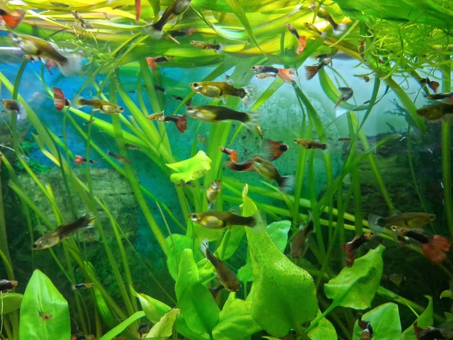 Vând pești guppy