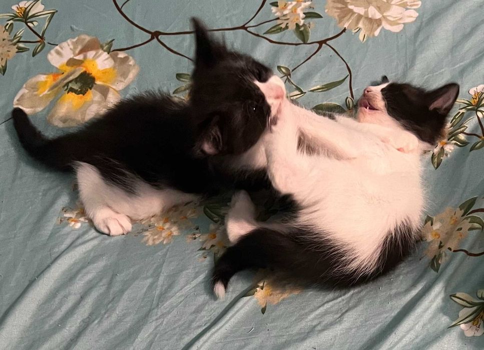 Подарявам котета на 2 месеца