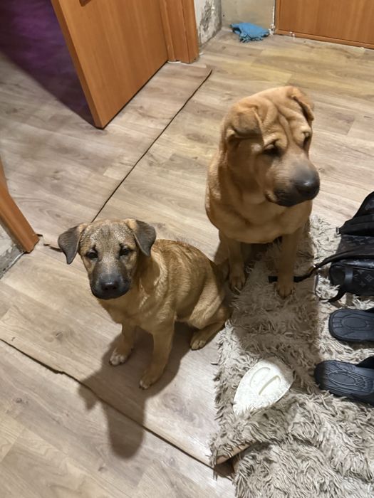 отдам щенка шарпей