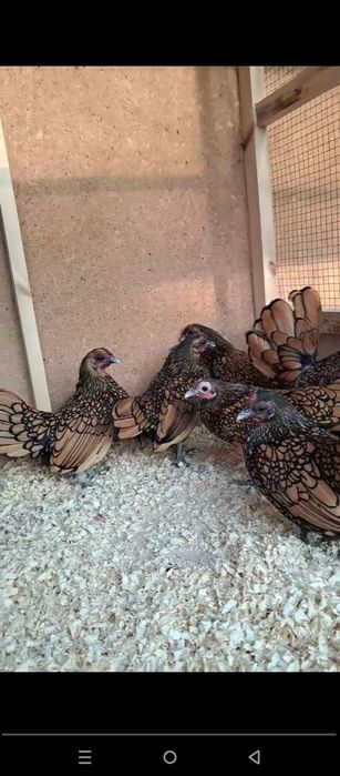 Себрайт лимон зотли товук тухумлари сотилади